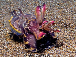 A truly special encounter. Would be great on video with a... by Christian Nielsen 